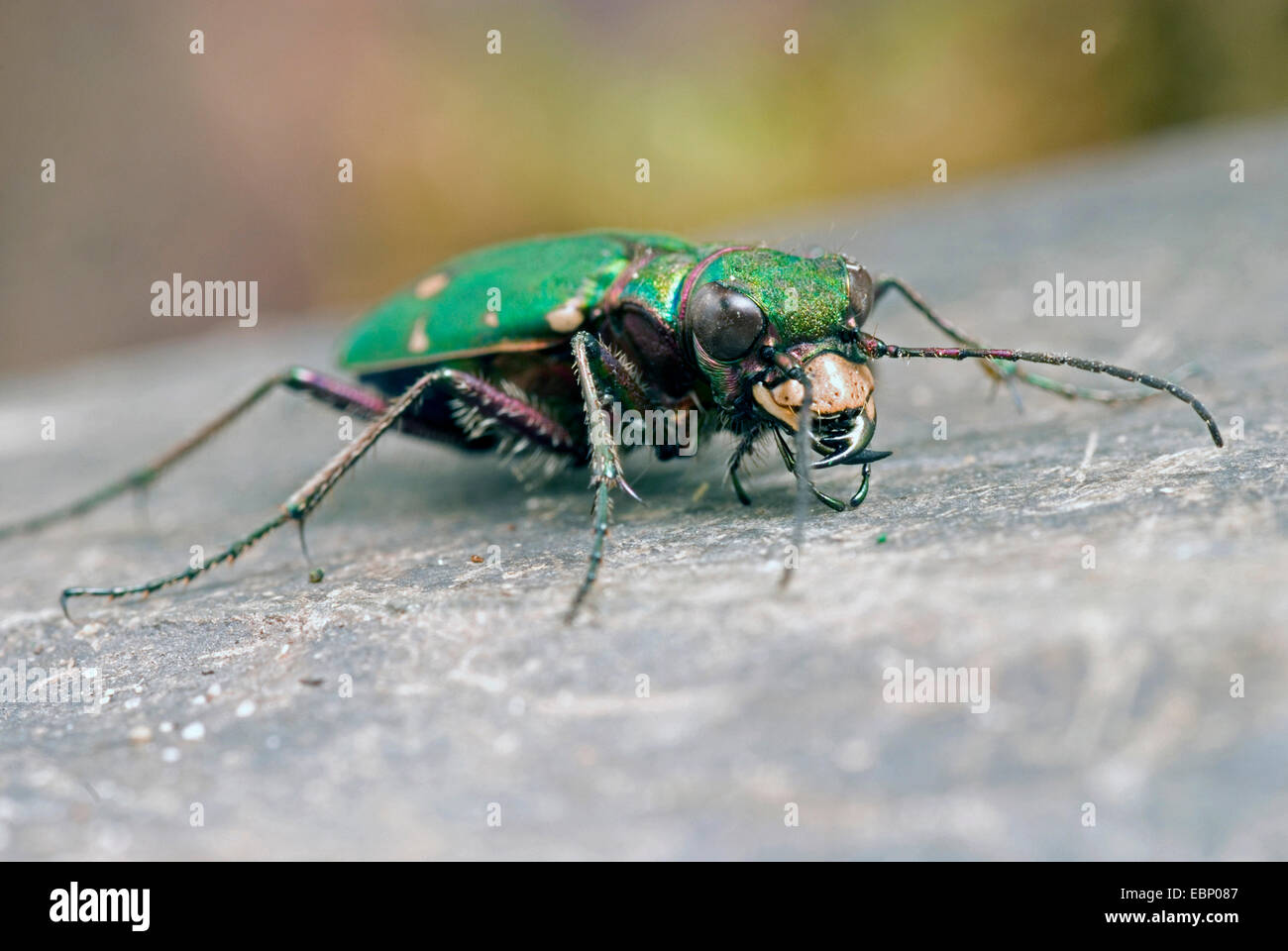 green tiger beetle (Cicindela campestris), on a stone, Germany Stock Photo