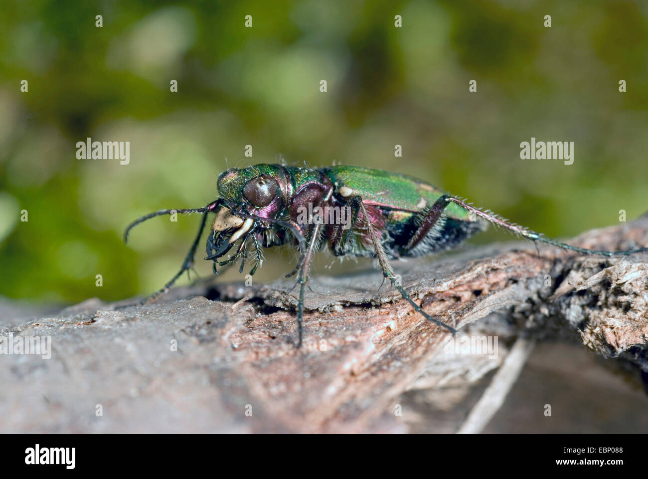 green tiger beetle (Cicindela campestris), on a branch, Germany Stock Photo