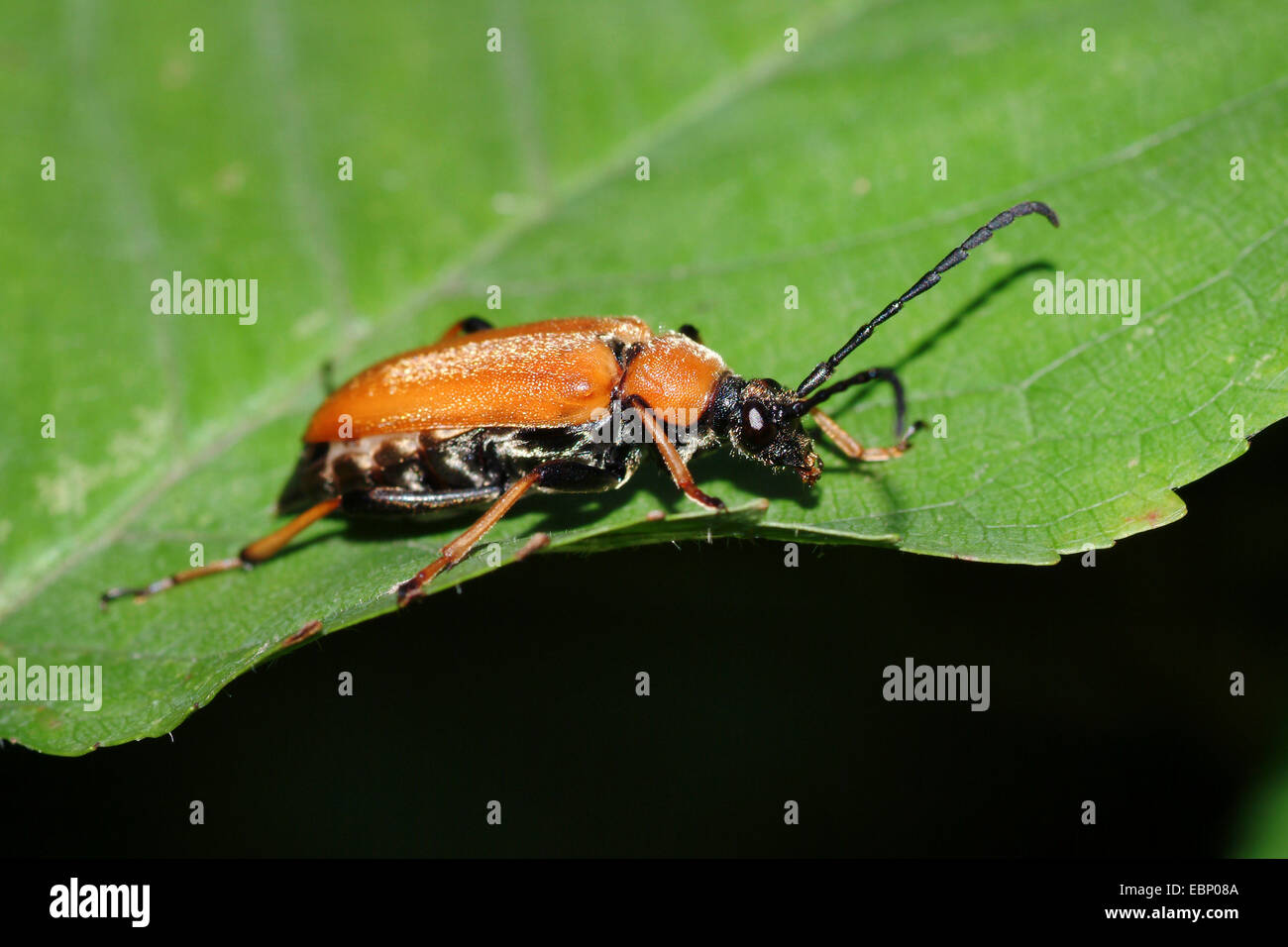 Red Longhorn Beetle (Anoplodera rubra, Stictoleptura rubra, Leptura rubra, Corymbia rubra, Aredolpona rubra), on a leaf, Germany Stock Photo