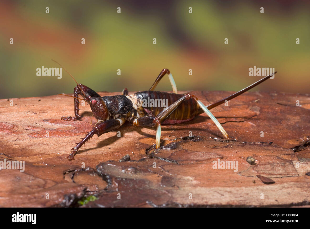 Tiger Cricket (Oncopodus conatus), on bark Stock Photo