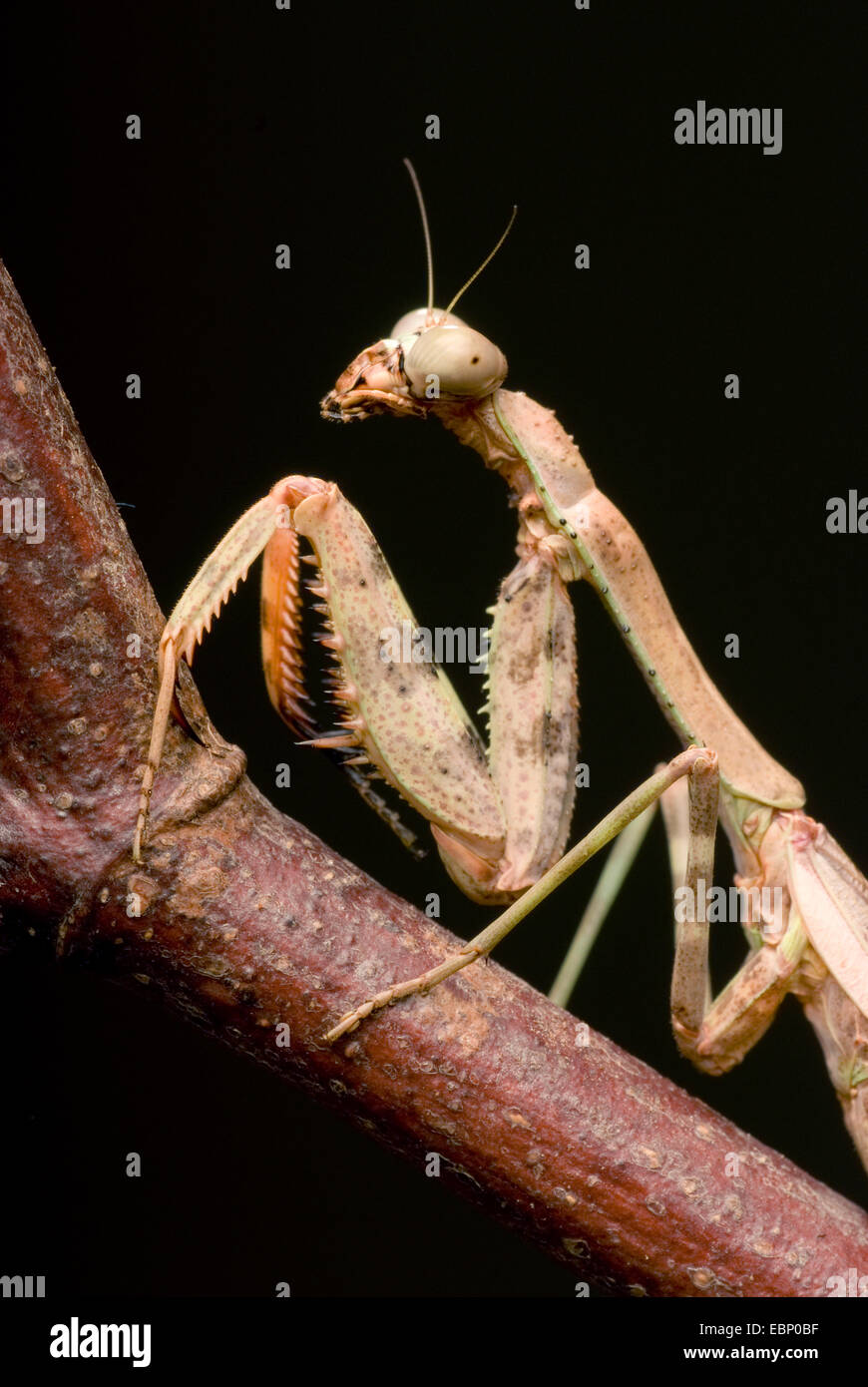 Budwing Mantis (Parasphendale agrionina), portrait Stock Photo