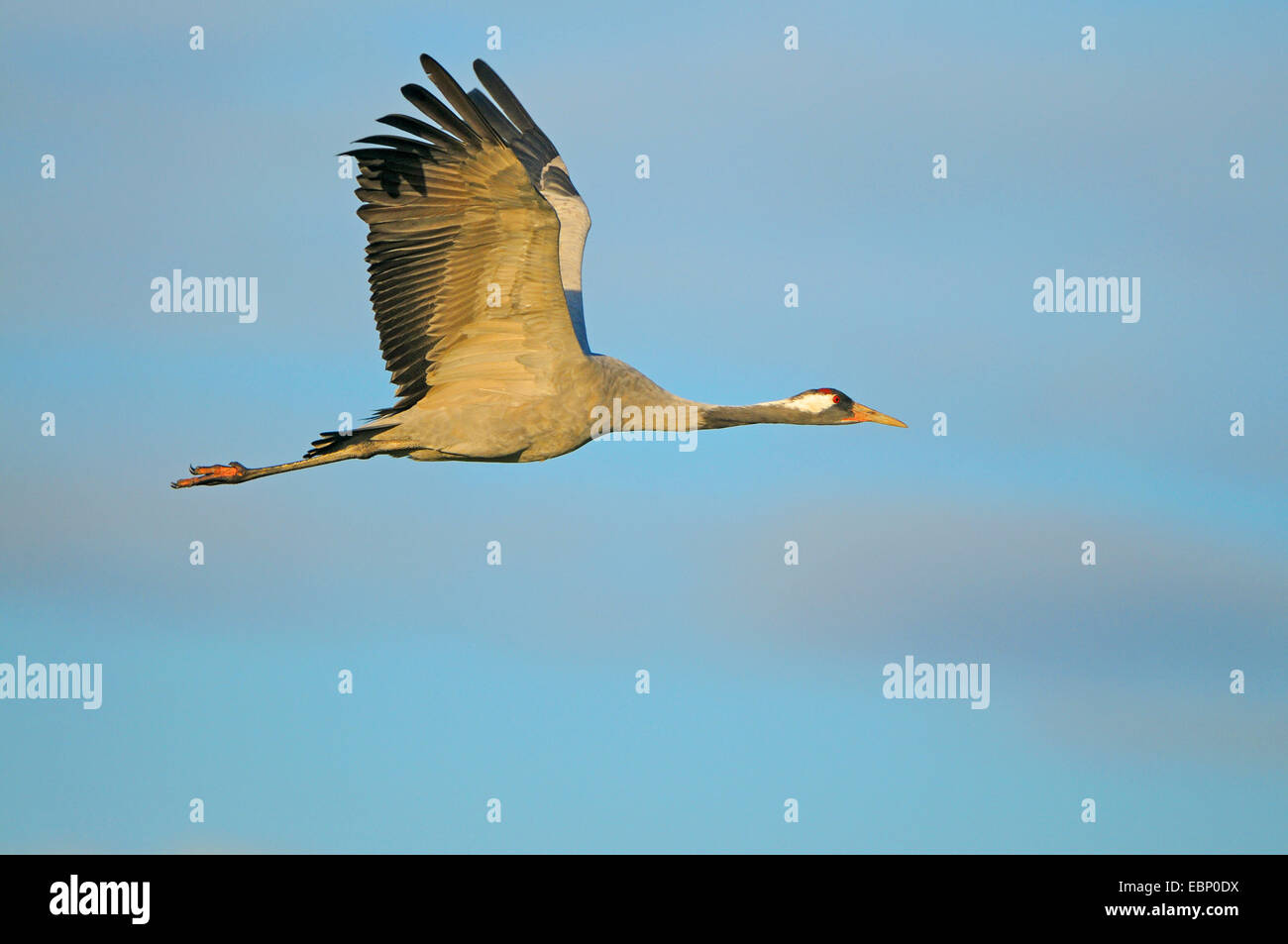 Common crane, Eurasian Crane (Grus grus), adult in flight in morning light, Germany, Mecklenburg-Western Pomerania, Western Pomerania Lagoon Area National Park Stock Photo