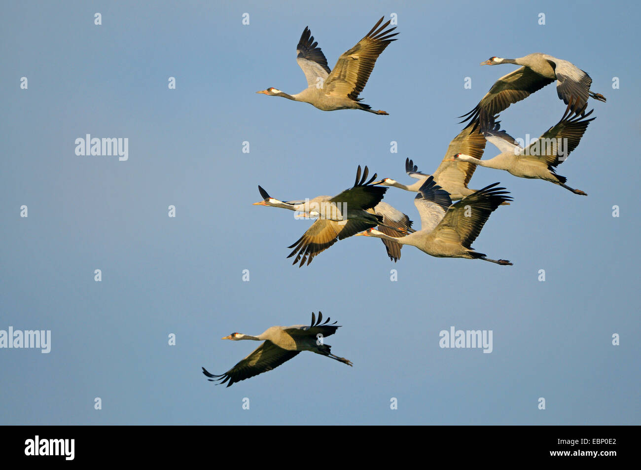 Common crane, Eurasian Crane (Grus grus), flock of cranes in flight in morning light, Germany, Mecklenburg-Western Pomerania, Western Pomerania Lagoon Area National Park Stock Photo