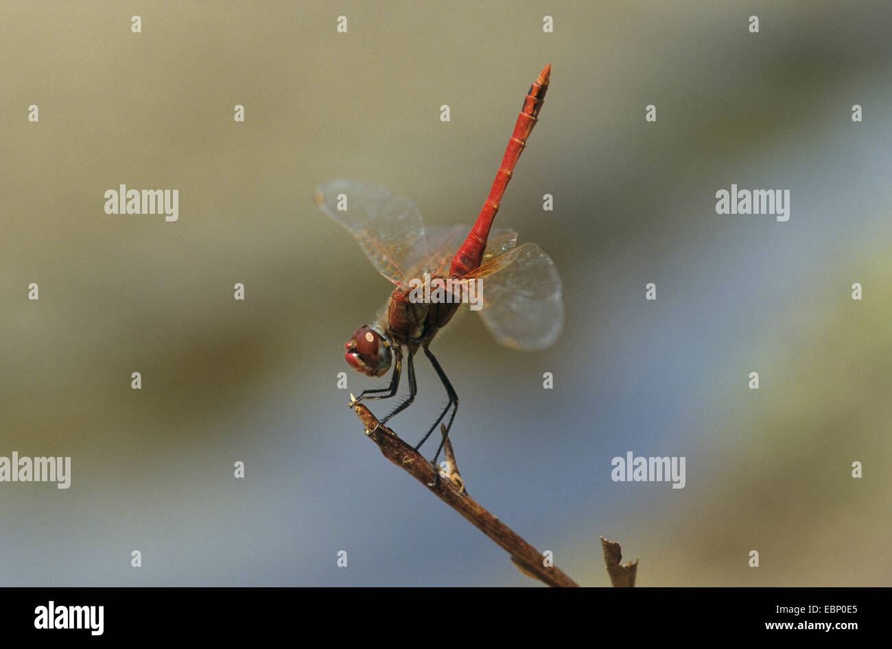 Red-veined sympetrum (Sympetrum fonscolombii, Sympetrum fonscolombei), male in obelisk position, Germany Stock Photo