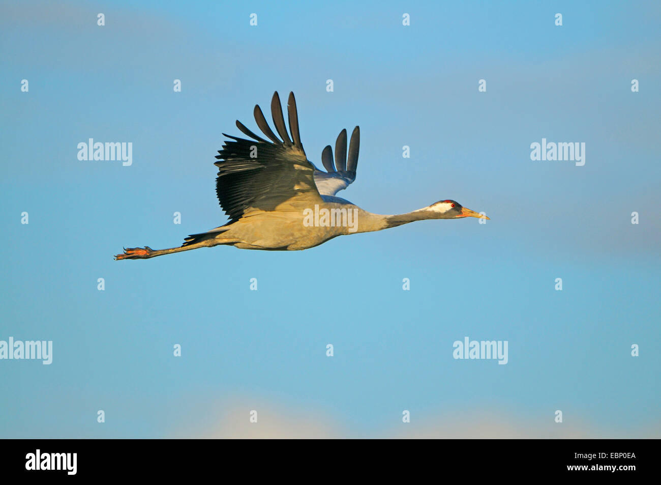 Common crane, Eurasian Crane (Grus grus), adult in flight in morning light, Germany, Mecklenburg-Western Pomerania, Western Pomerania Lagoon Area National Park Stock Photo