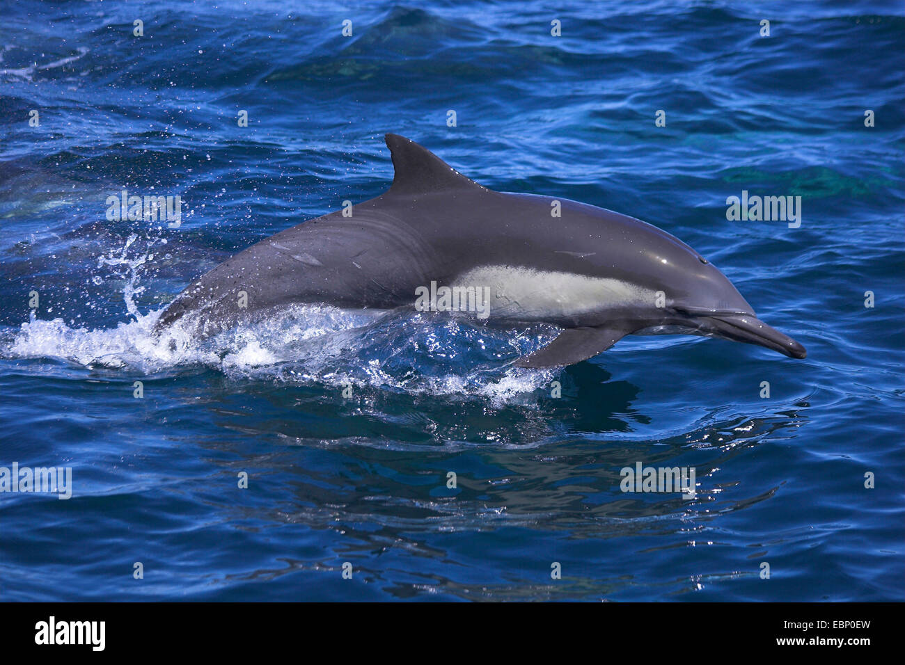 Long-beaked common dolphin, Long-beaked dolphin, Common dolphin ...