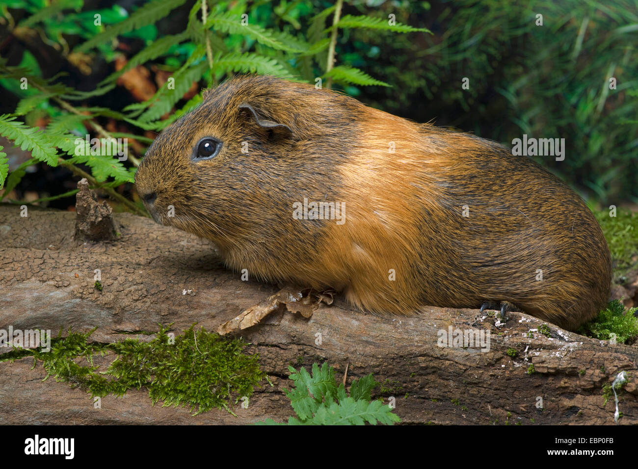 Domestic Guinea pig (Cavia aperea f. porcellus, Cavia porcellus), in the garden Stock Photo