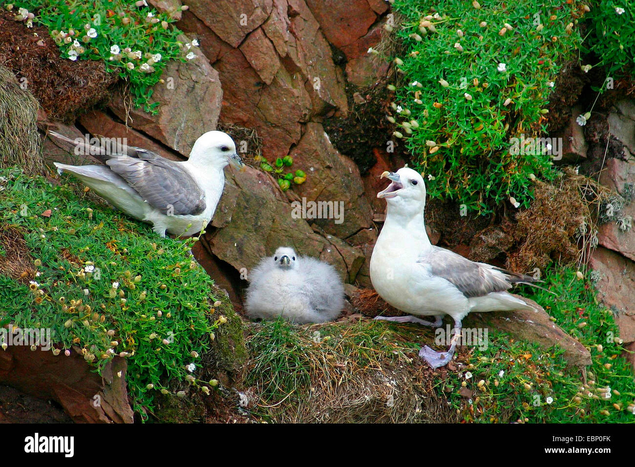 northern fulmar (Fulmarus glacialis), breeding pair of northern fulmars at the nest with chicken, one of the adults threatening, United Kingdom, Scotland, Shetland Islands, Fair Isle Stock Photo