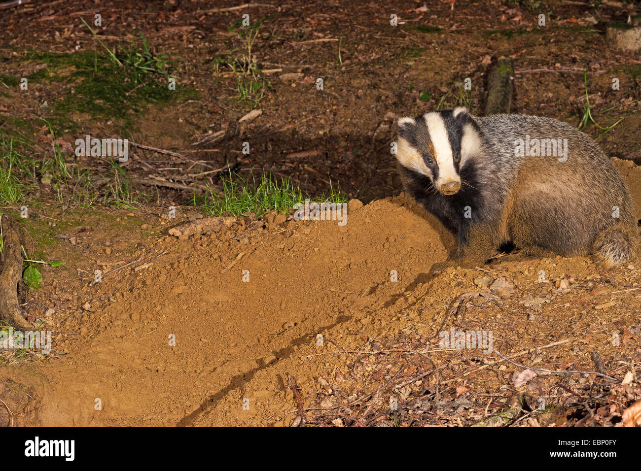 Badger Close Up High Resolution Stock Photography and Images Alamy