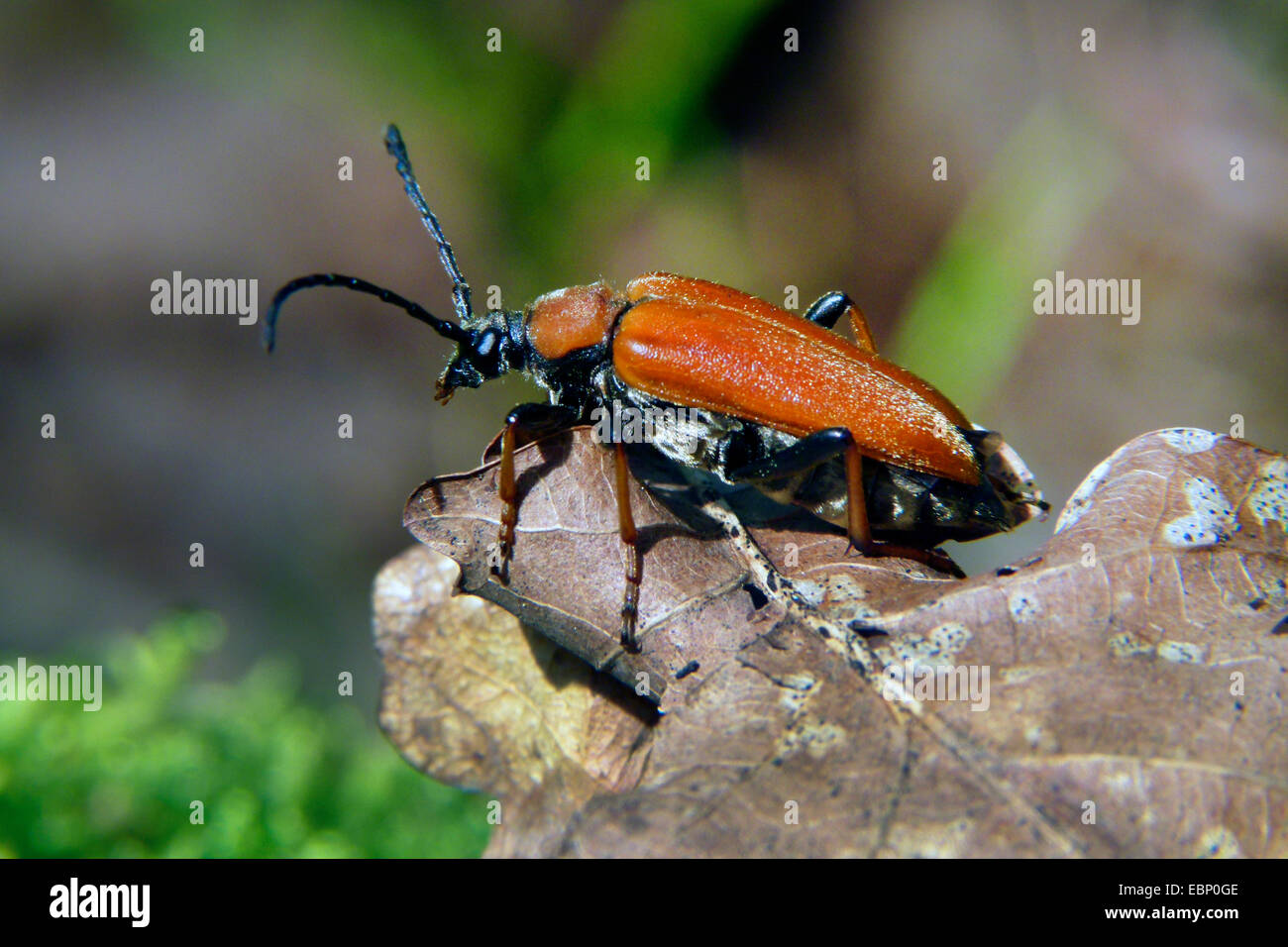 Red Longhorn Beetle (Anoplodera rubra, Stictoleptura rubra, Leptura rubra, Corymbia rubra, Aredolpona rubra), female Stock Photo