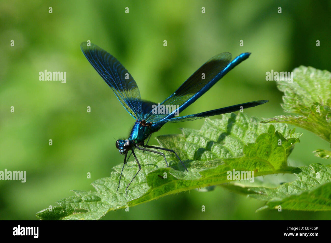 banded blackwings, banded agrion, banded demoiselle (Calopteryx splendens, Agrion splendens), flapping wings, Germany Stock Photo