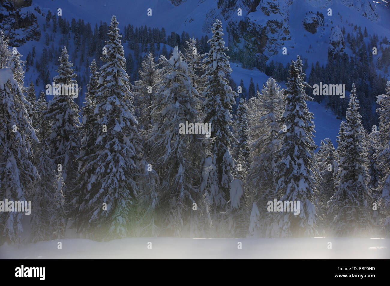 snowy coniferous forest with wafts of mist, Switzerland Stock Photo