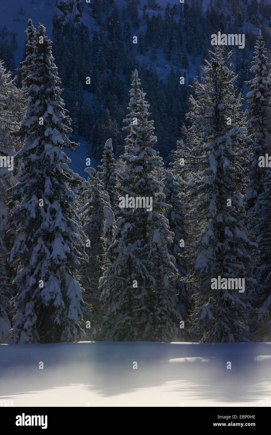 snowy coniferous forest with wafts of mist, Switzerland Stock Photo