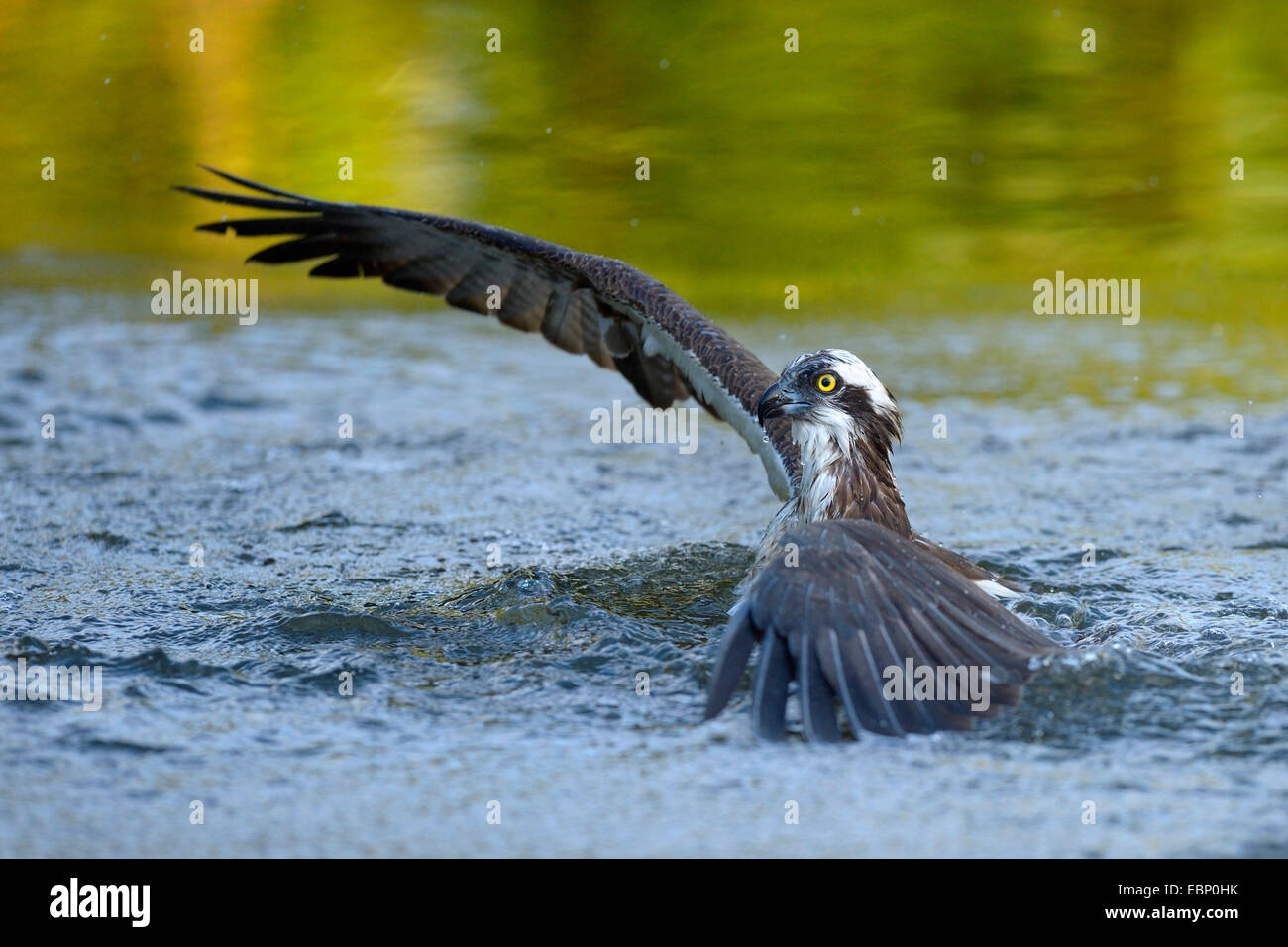 osprey, fish hawk (Pandion haliaetus), eagle starting out of the water afer hunting in morning light, Finland Stock Photo