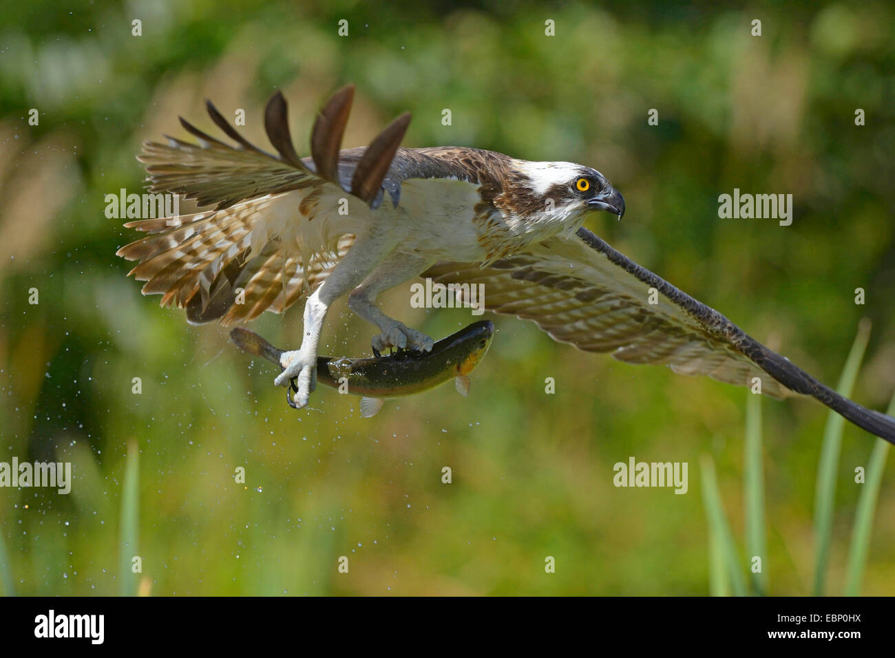 osprey, fish hawk (Pandion haliaetus), flying eagle with prey in its claws, Finland Stock Photo