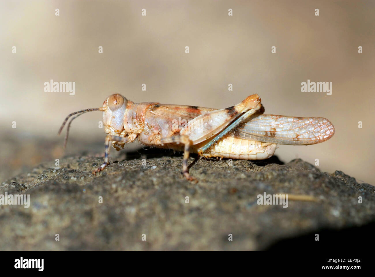 Grasshopper (Sphingonotus uvarovi), on a stone, France, Corsica Stock Photo