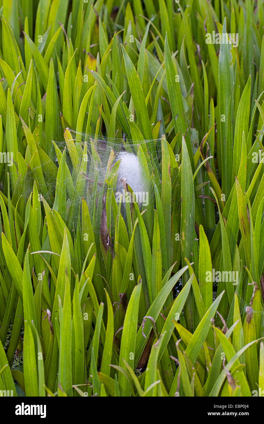 fimbriate fishing spider (Dolomedes fimbriatus), spider web of the fimbriate fishing spider amongst laeves of water pineapple, Stratiotes aloides, Germany Stock Photo