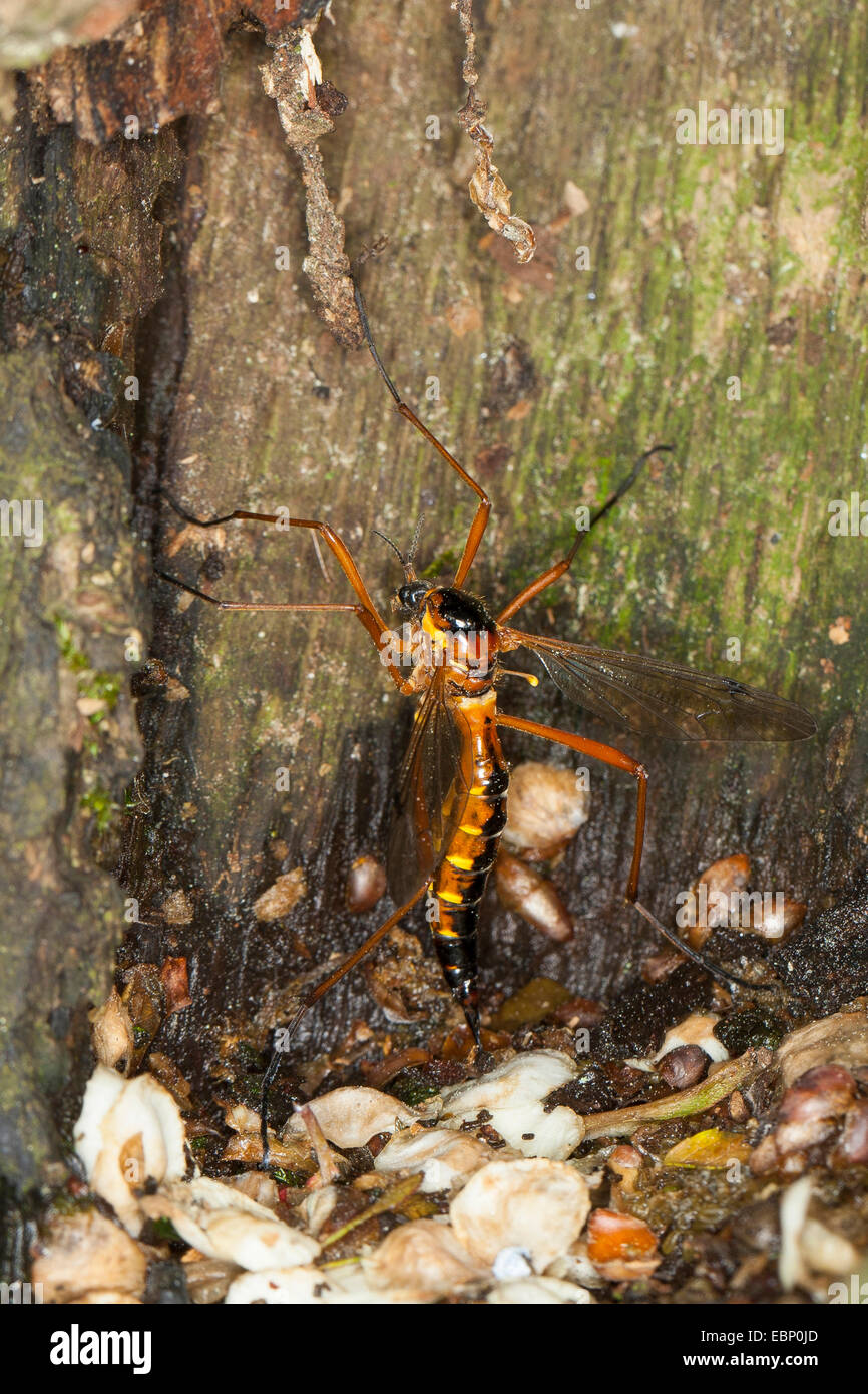 Daddy long-legs, Daddy longlegs, Crane flies (Ctenophora pectinicornis, Ctenophora nigrocrocea, Ctenophora splendor, Tipula nigrocrocea, Tipula pectinicornis, Tipula splendor), female laying eggs in brittle wood, Germany Stock Photo