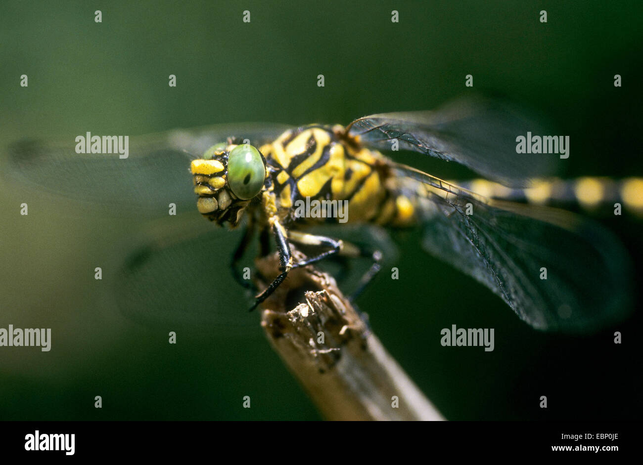 Green-eyed hook-tailed dragonfly, Small Pincertail (Onychogomphus forcipatus), male, Germany Stock Photo