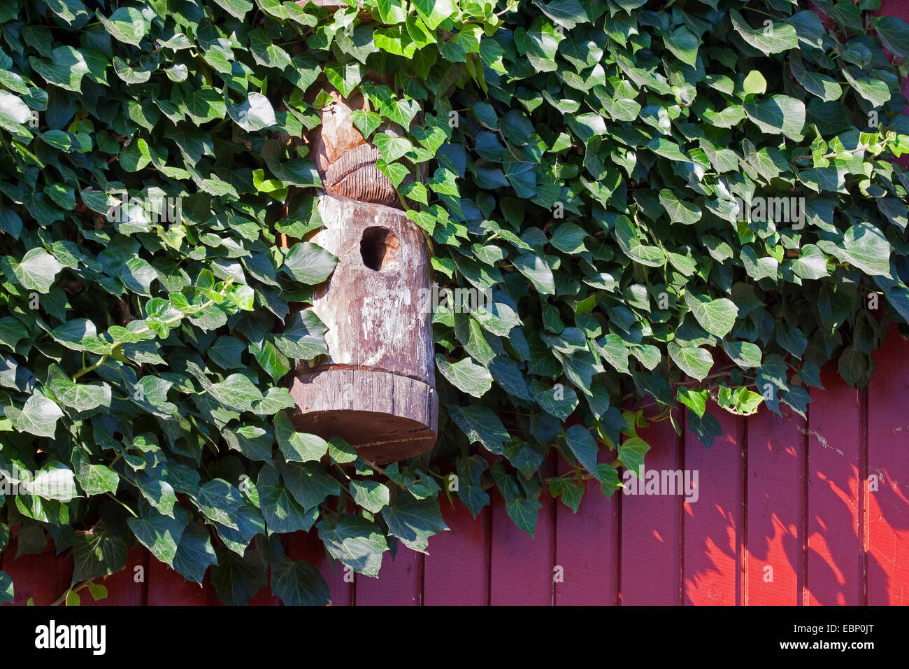 nesting box at wooden ivy-covered cladding, Germany Stock Photo