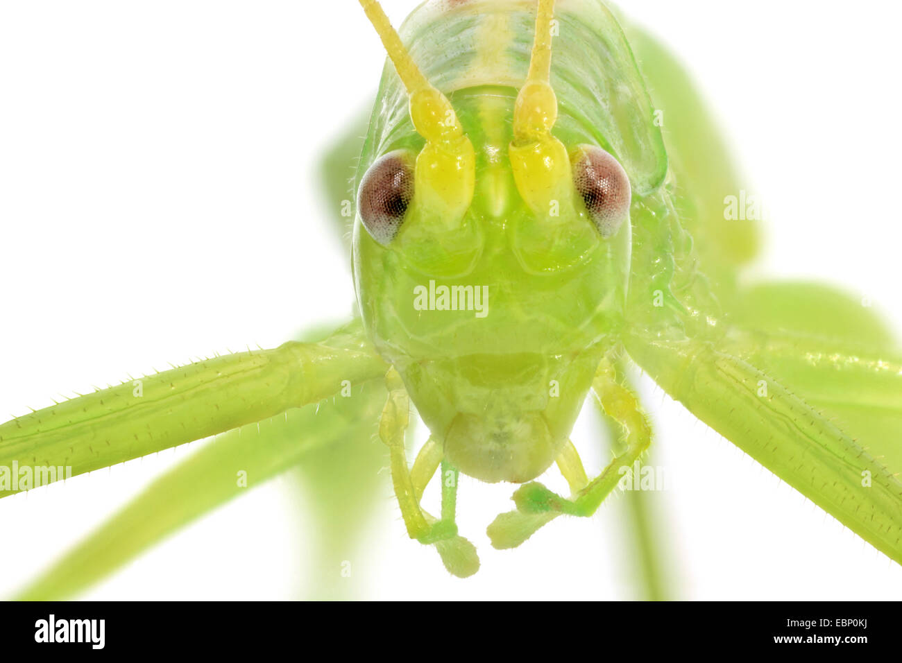 Oak bushcricket, Drumming katydid (Meconema thalassinum, Meconema ...