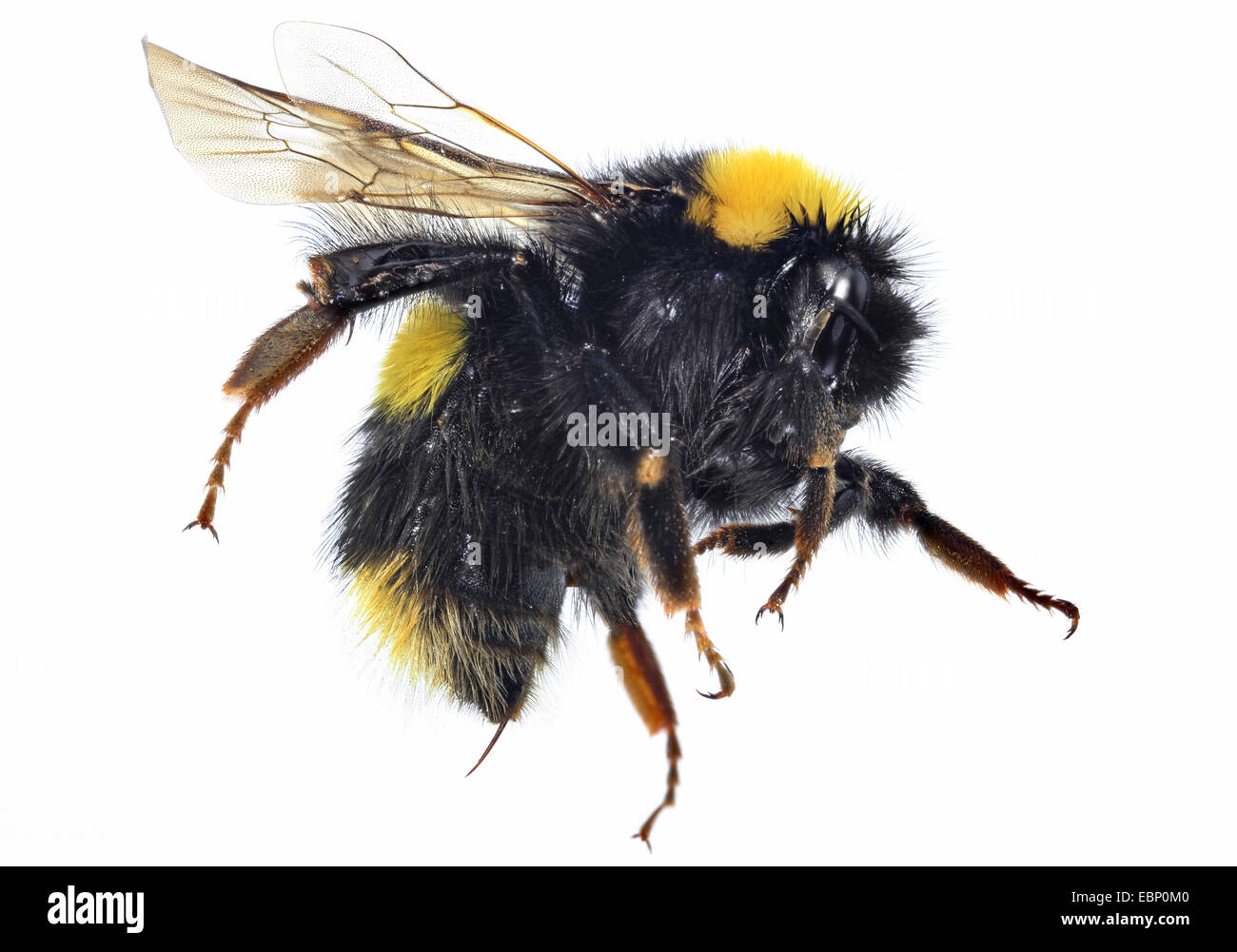small garden bumble bee (Bombus hortorum), macro shot of a humble bee, cutout Stock Photo