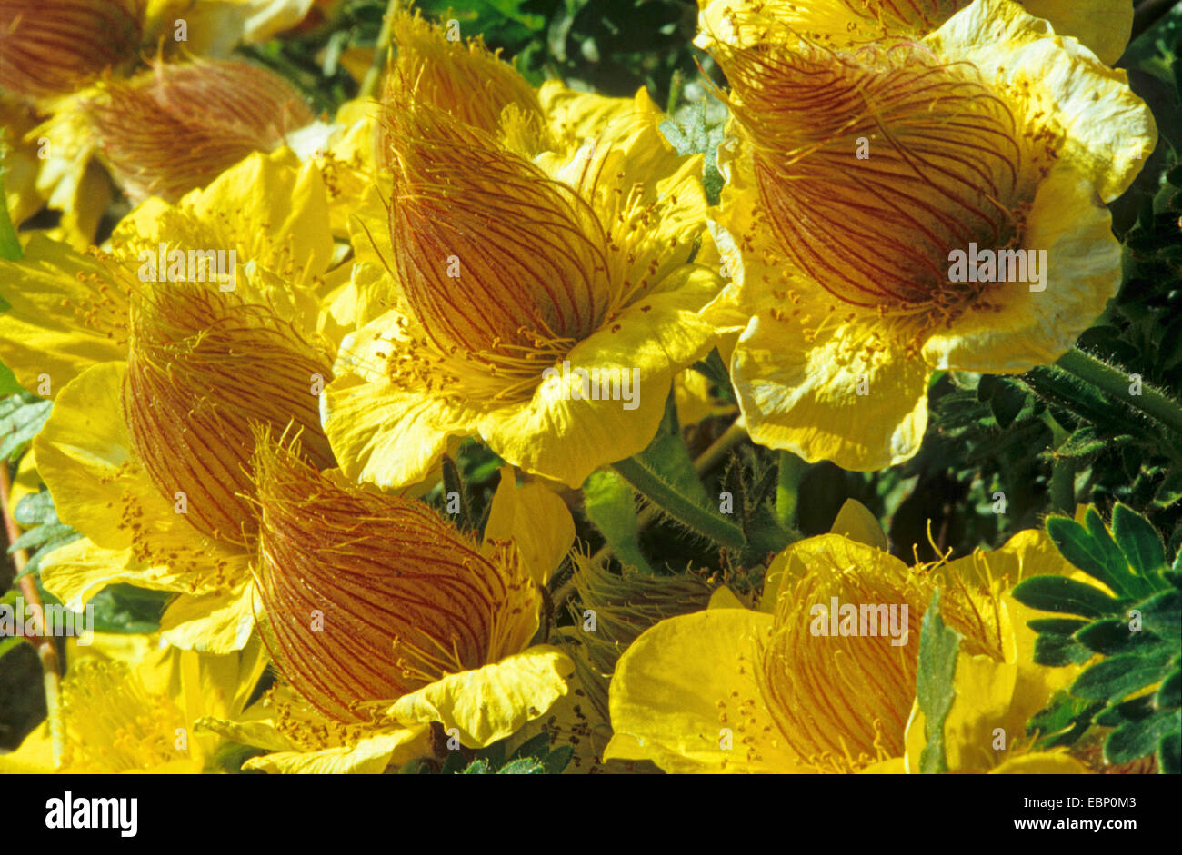 Creeping Avens (Geum reptans), blooming, Italy, South Tyrol, Dolomiten Stock Photo