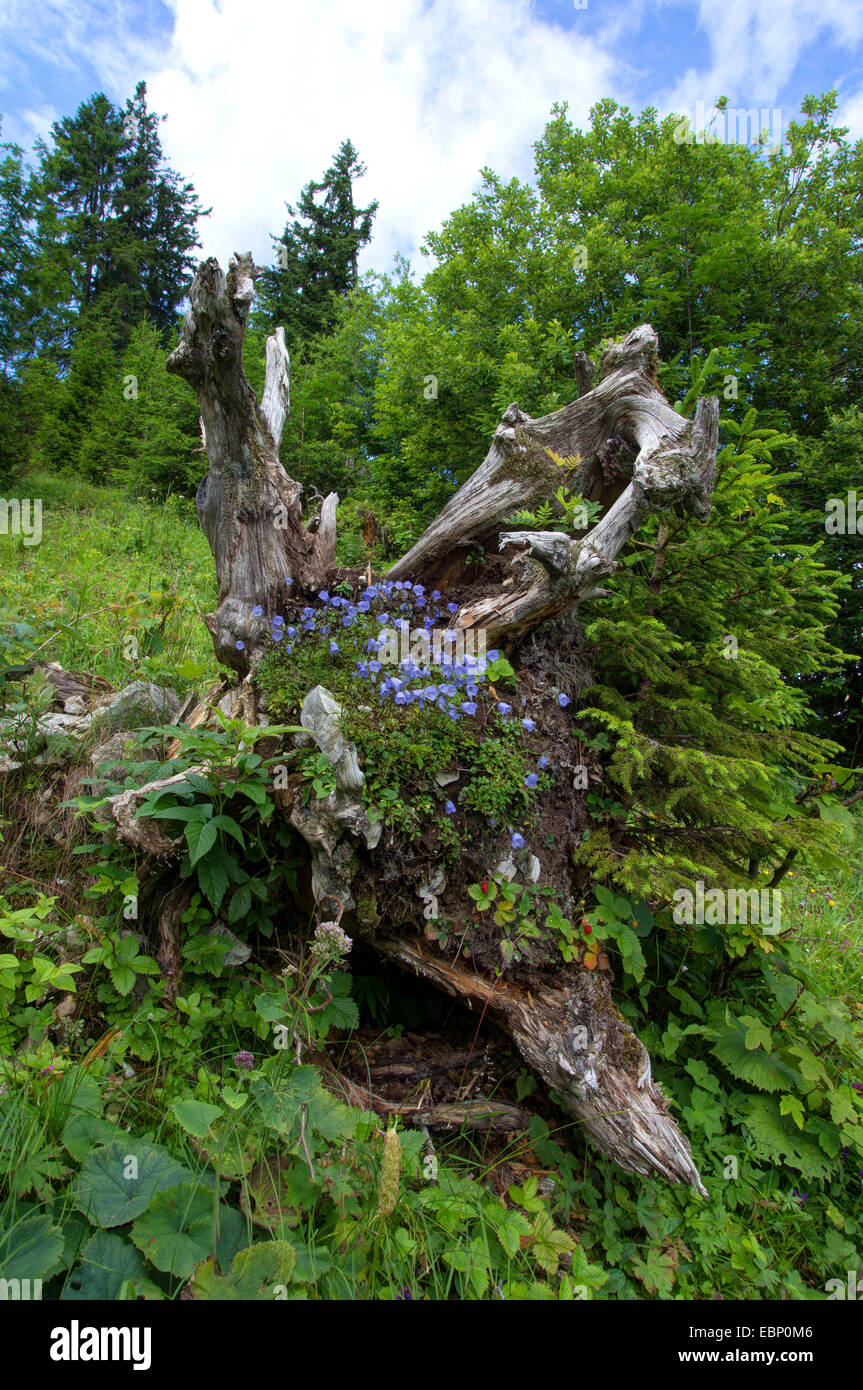 fairies thimbles (Campanula cochleariifolia), blooming bellflowers on the roots of a fallen tree, Germany, Bavaria, Oberbayern, Upper Bavaria, Ammergauer Alpen Stock Photo