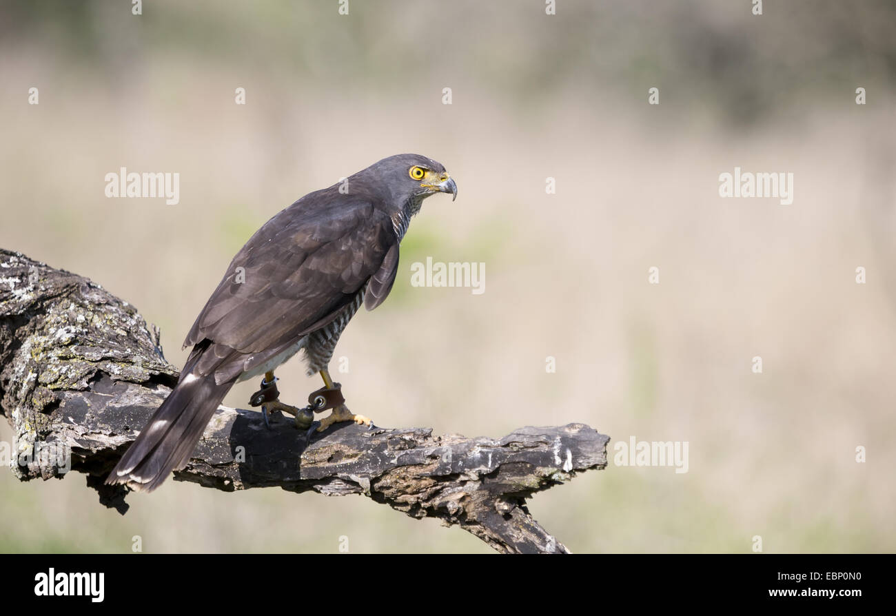 captive african cuckoo hawk (Aviceda Cuculoides) perched on a branch Stock Photo
