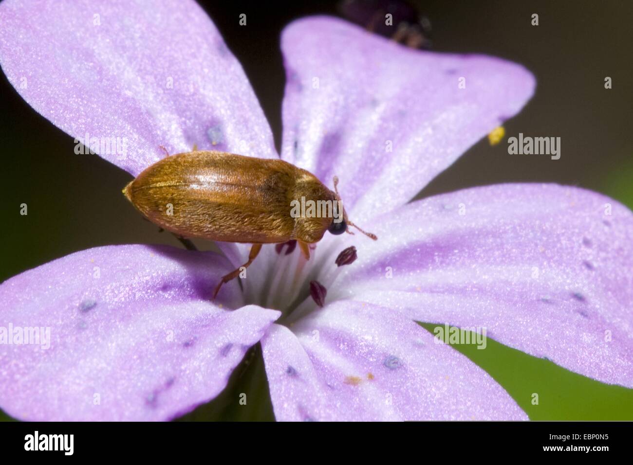Raspberry beetle byturus ochraceus hires stock photography and images Alamy