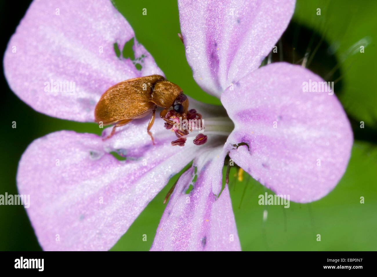 Raspberry Beetle (Byturus ochraceus), on a flower, Germany Stock Photo