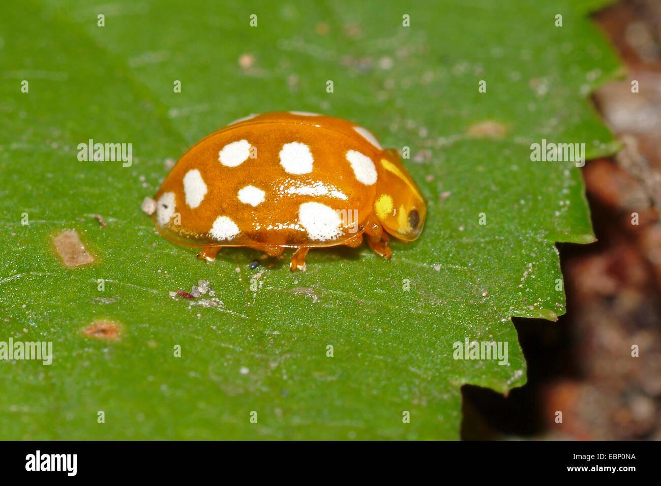 Ten-spot-ladybird (Calvia decemguttata), on a leaf Stock Photo