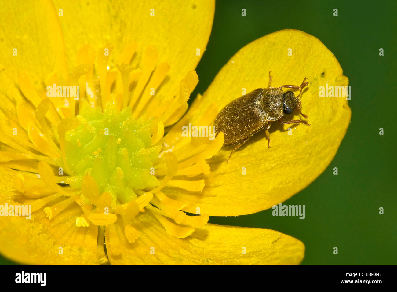 European raspberry fruitworm, raspberry beetle (Byturus tomentosus), on a flower, Germany Stock Photo