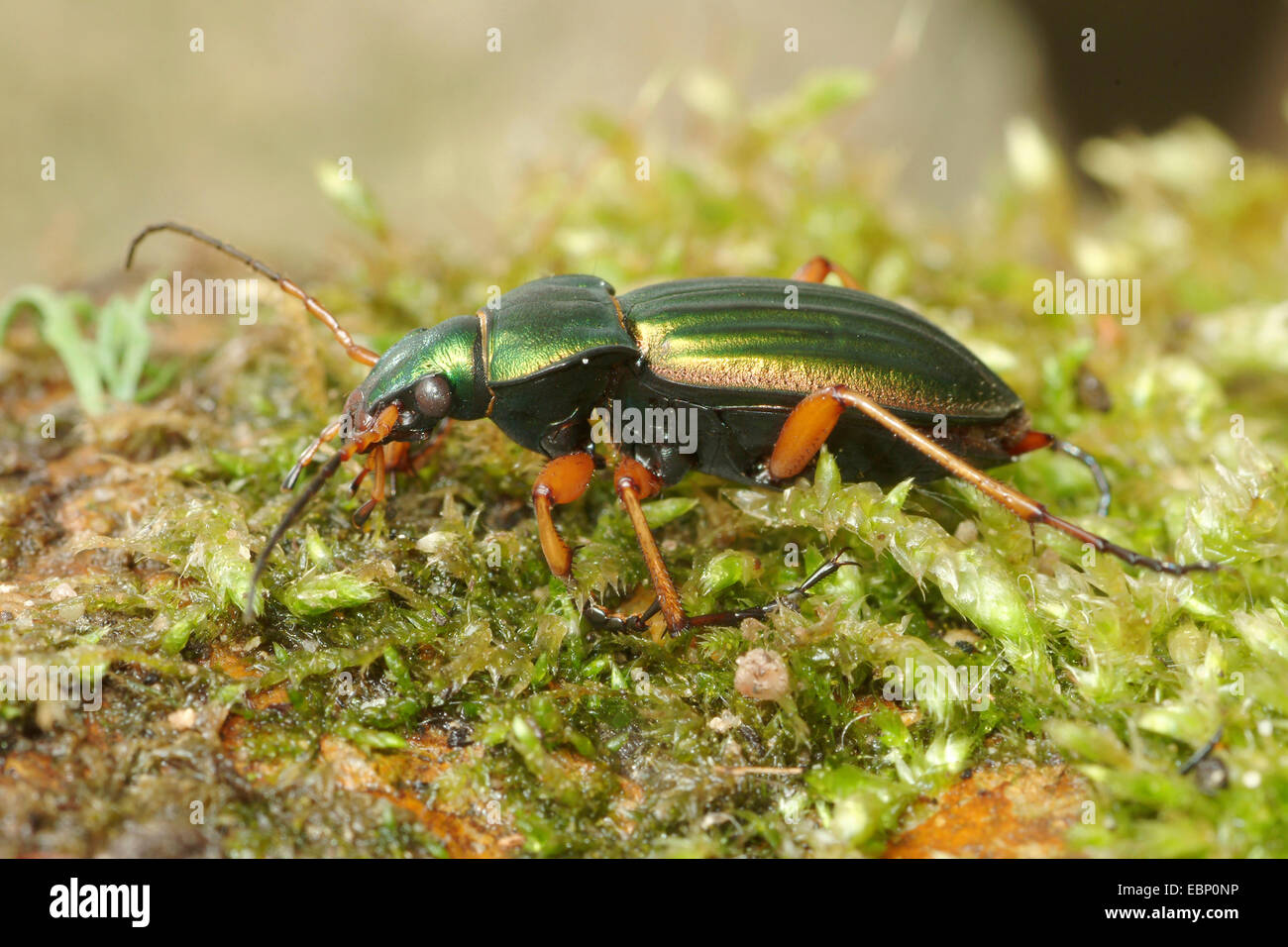 Golden ground beetle, Gilt ground beetle (Carabus auratus), on moss, Germany Stock Photo