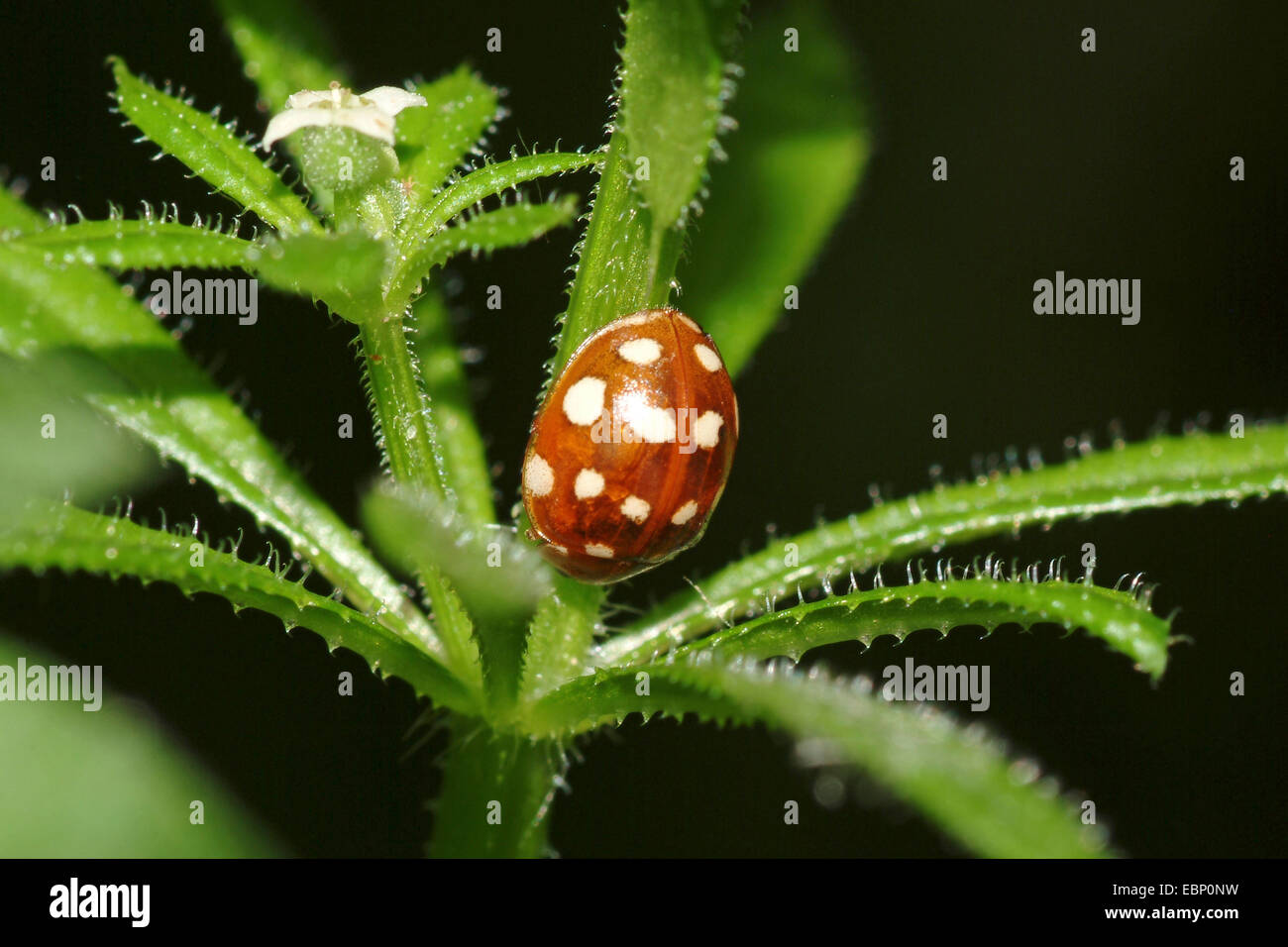 Cream-spot ladybird (Calvia quaotordecimguttata), at a stem head first, Germany Stock Photo
