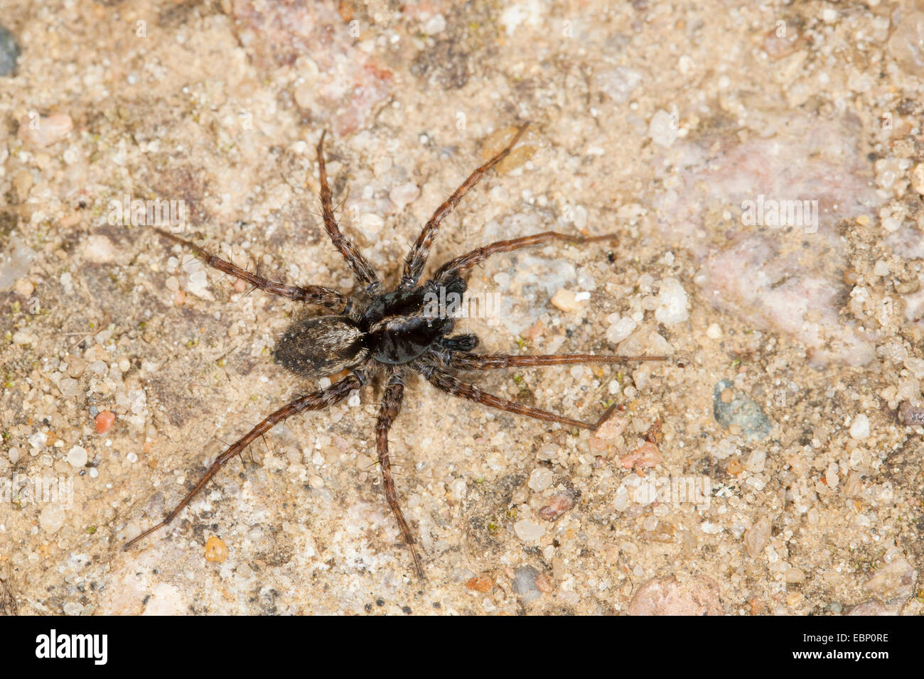 Spotted wolf spider, Ground spider (Pardosa amentata), on the ground Stock Photo