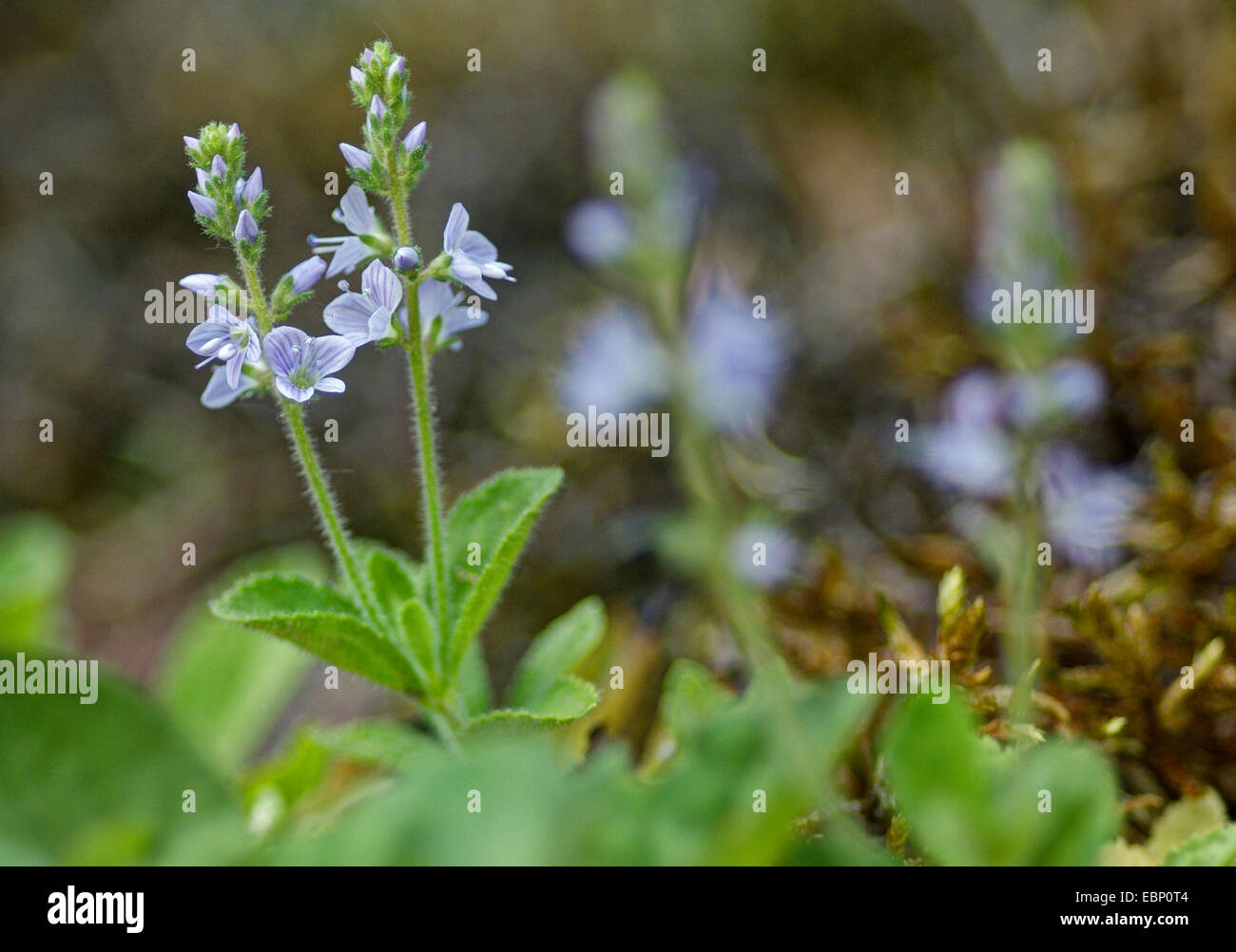 Common speedwell, Heath speedwell, Gypsyweed (Veronica officinalis