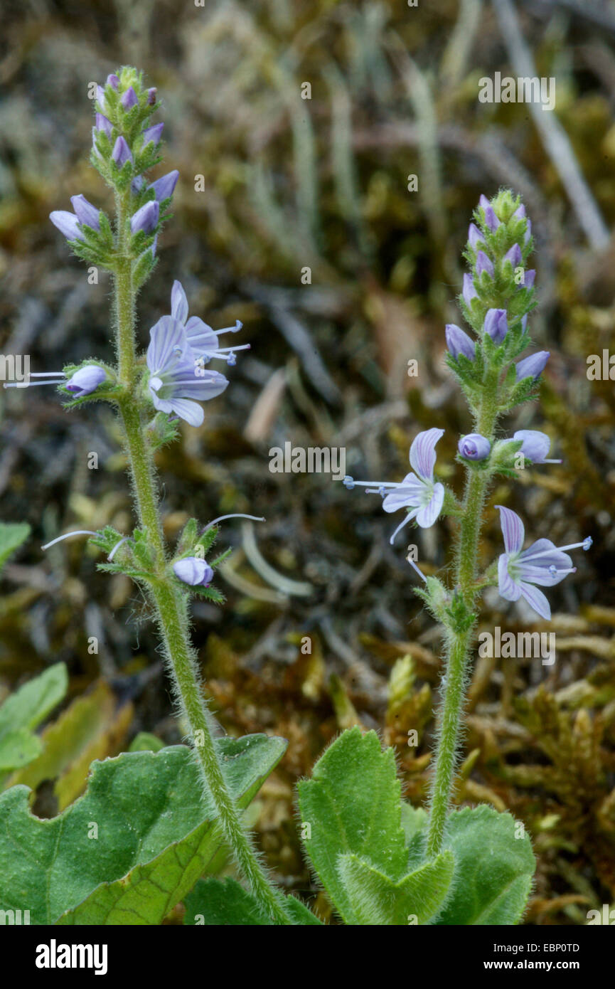 Common speedwell, Heath speedwell, Gypsyweed (Veronica officinalis