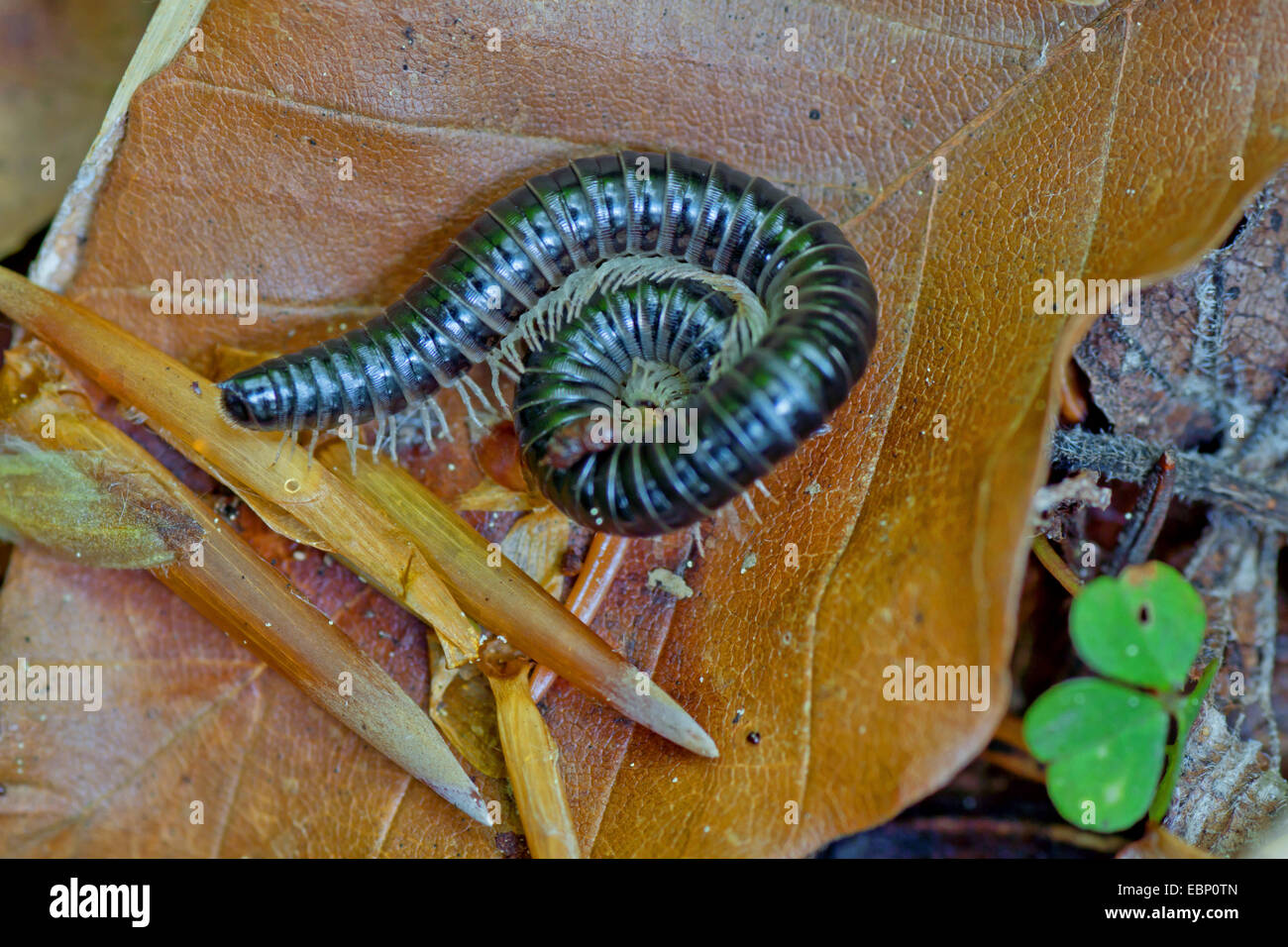 diplopods, myriapodians (Diplopoda), rolled-up on a brown leaf, Germany, Bavaria, Oberbayern, Upper Bavaria Stock Photo