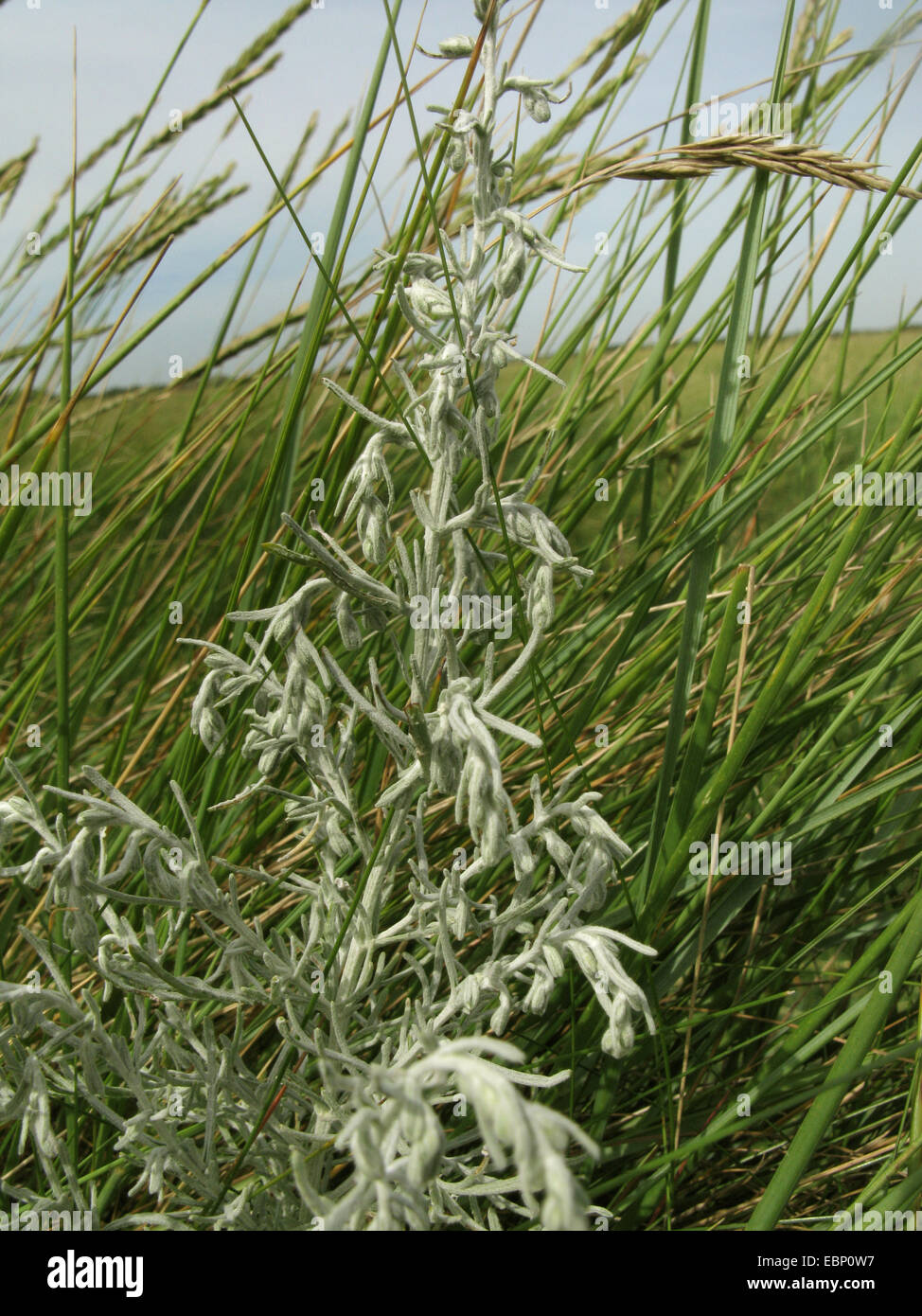 Sea wormwood, Sea-wormwood, Old woman (Artemisia maritima, Seriphidium maritimum), in a salt marsh, Germany, Lower Saxony, Baltrum Stock Photo