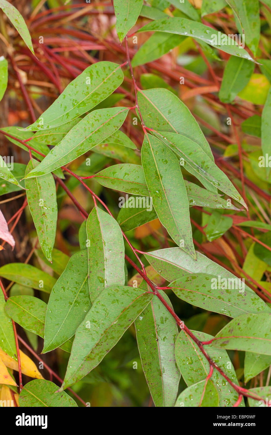 Flooded gum, Rose gum, Rose Gum Eucalyptus, Gum, Ironbark (Eucalyptus grandis), branch Stock Photo