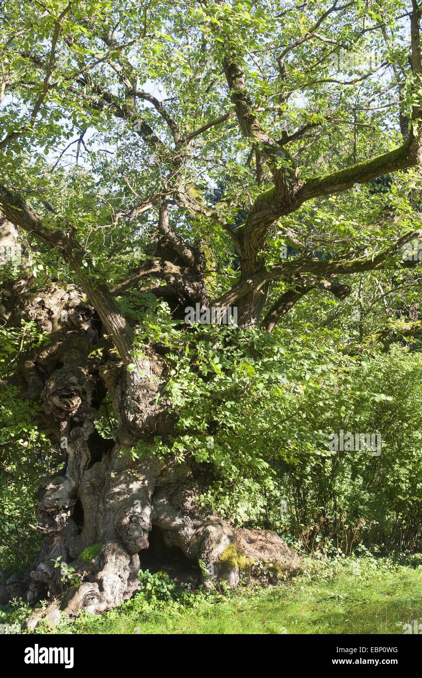 European elm, European white elm (Ulmus laevis), old trunkk with tree holes, Germany Stock Photo