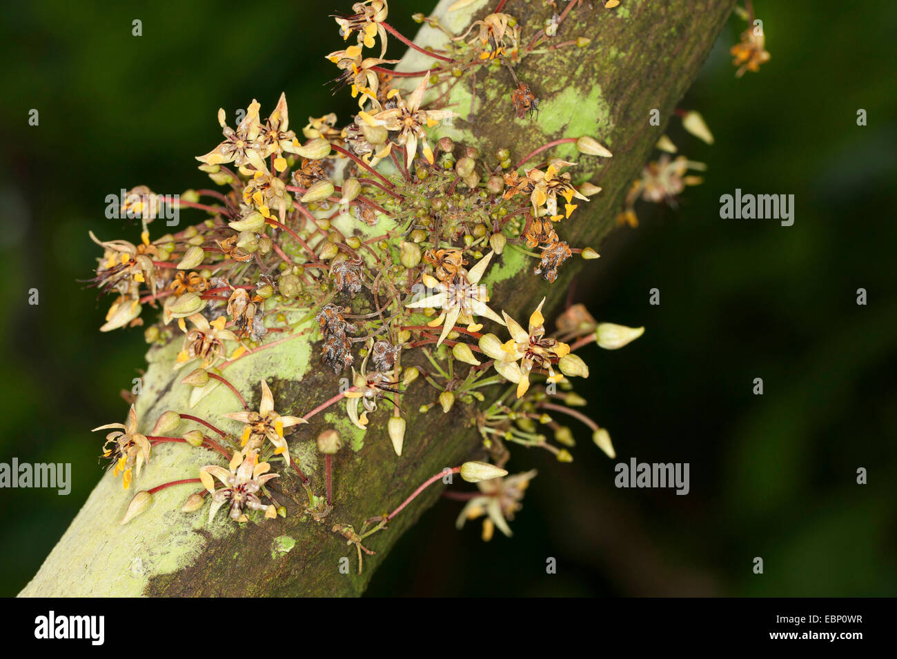 Theobroma cacao flower hires stock photography and images Alamy