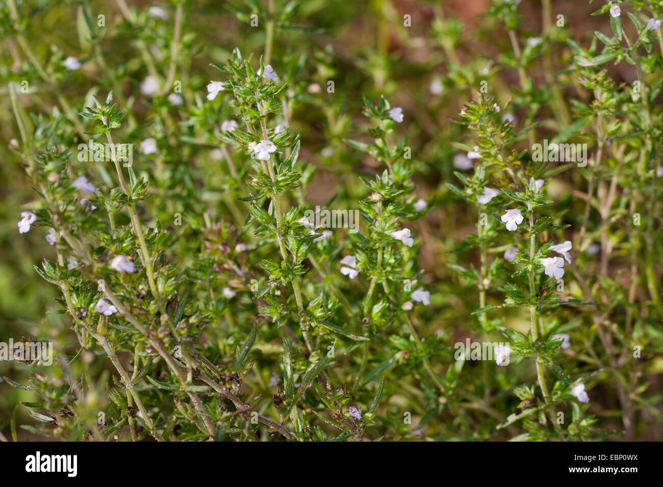 Summer savory, Calamint (Satureja hortensis), blooming Stock Photo