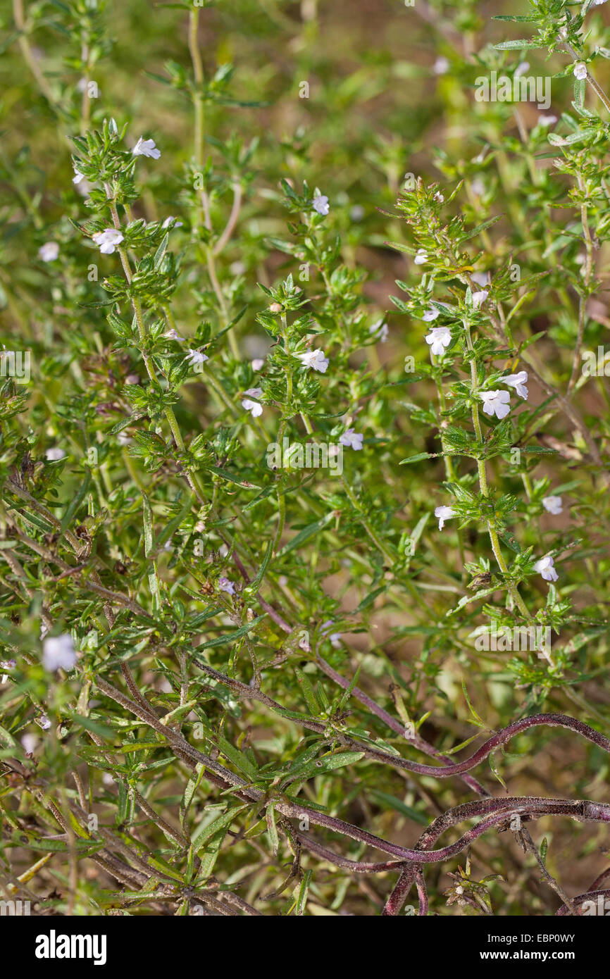 Summer savory, Calamint (Satureja hortensis), blooming Stock Photo