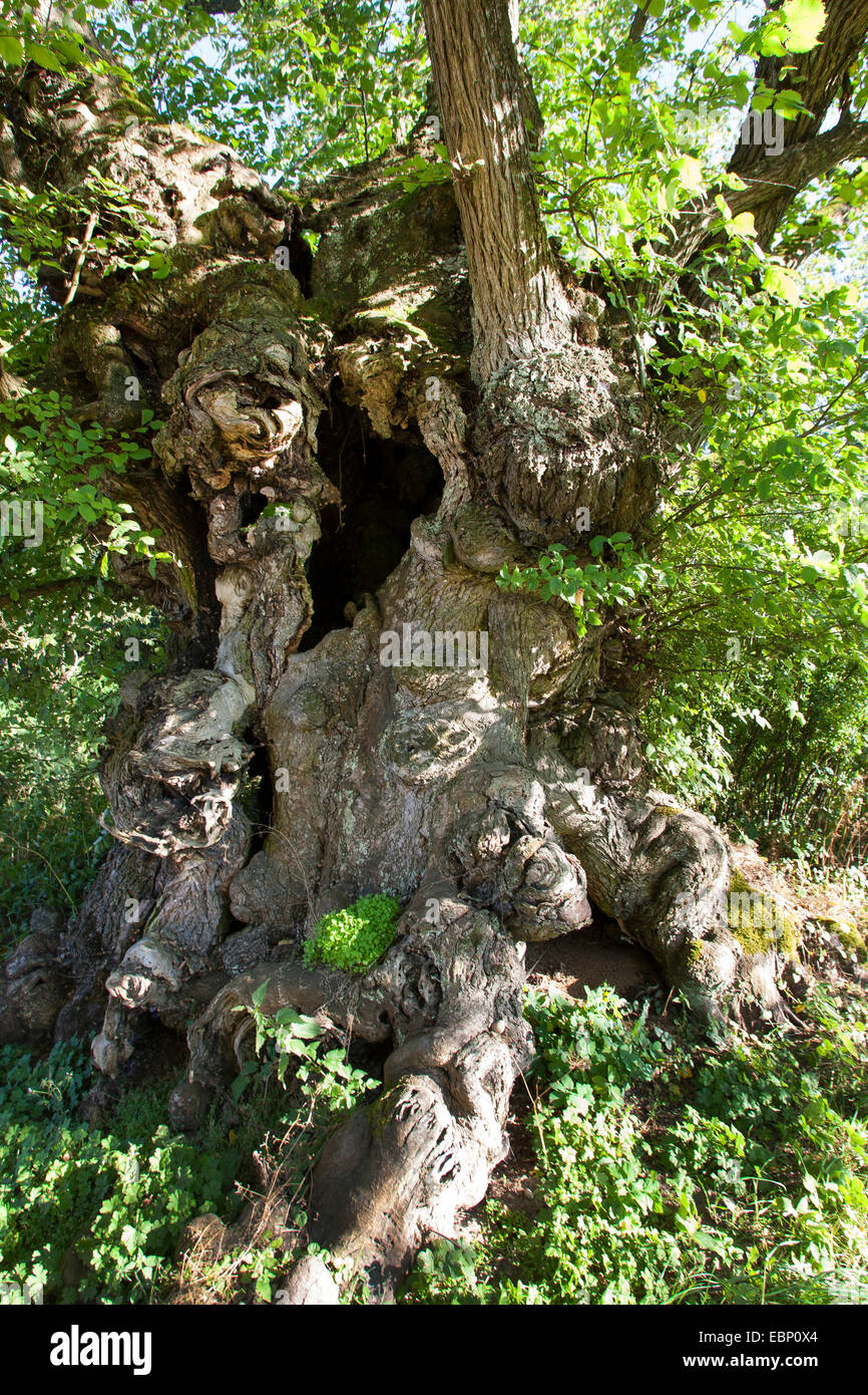 European elm, European white elm (Ulmus laevis), old trunkk with tree holes, Germany Stock Photo
