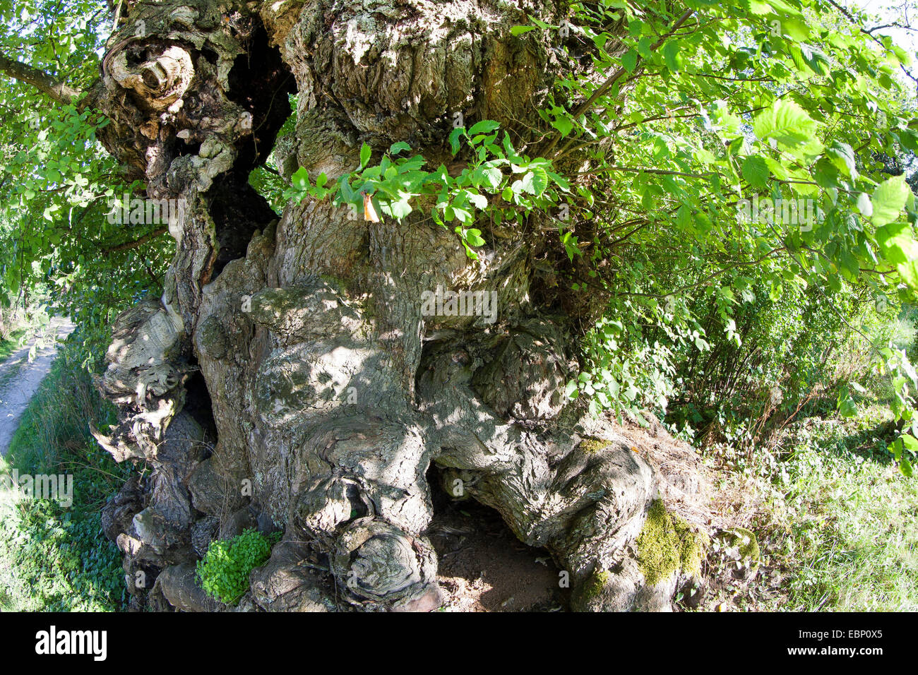 European elm, European white elm (Ulmus laevis), old trunkk with tree holes, Germany Stock Photo