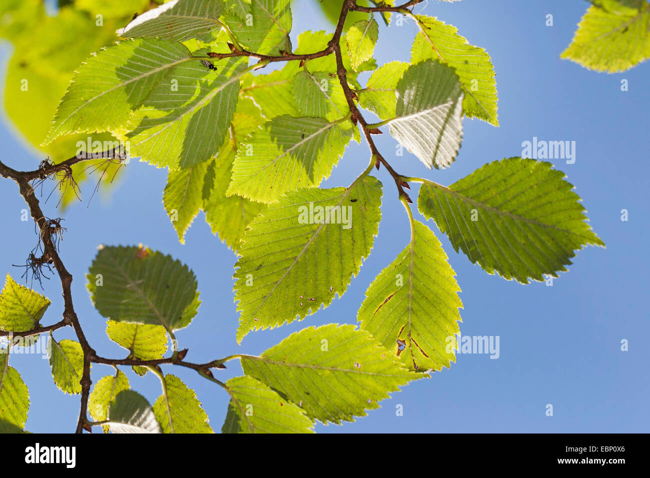 European elm, European White Elm, Fluttering Elm, Spreading Elm, Russian Elm (Ulmus laevis, Ulmus effusa), branch against blue sky, Germany Stock Photo