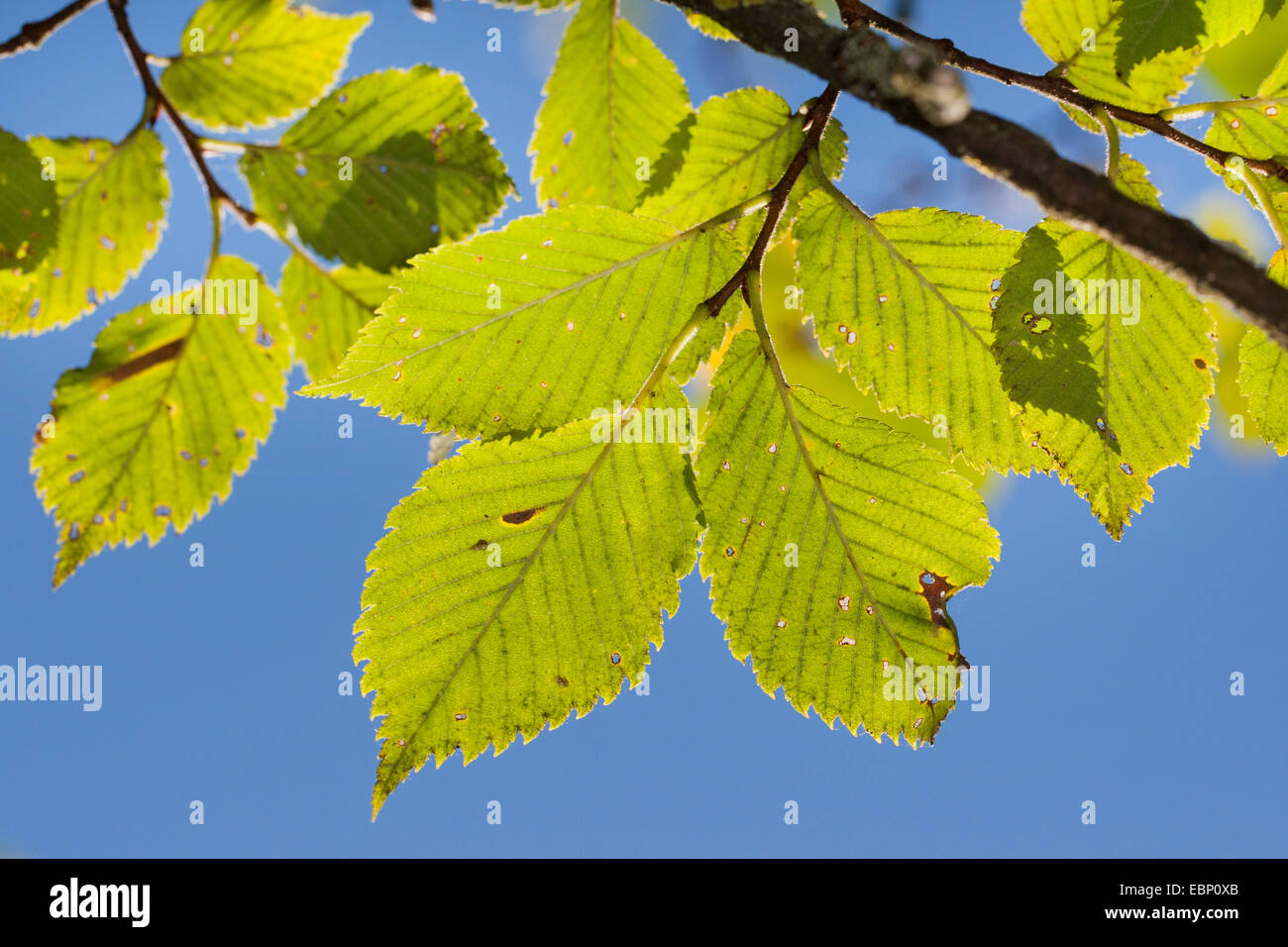 European elm, European White Elm, Fluttering Elm, Spreading Elm, Russian Elm (Ulmus laevis, Ulmus effusa), branch against blue sky, Germany Stock Photo