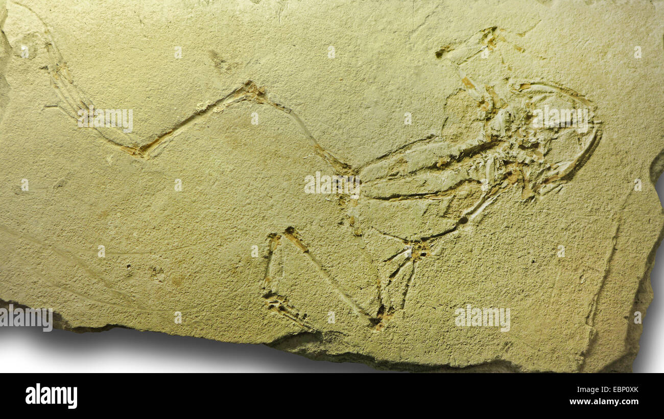 frog (Rana pueyoi), fossile frog from Palaeocene (65-25 million years ...